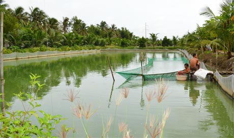 Những vấn đề đảm bảo vệ sinh an toàn thực phẩm đối với ao nuôi thủy sản