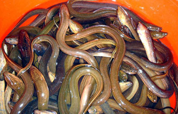 Mô hình nuôi lươn sạch không bùn