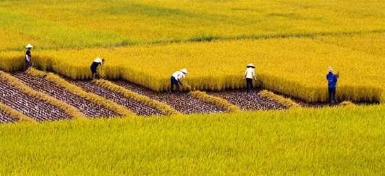 Sản xuất lúa theo hướng thân thiện môi trường