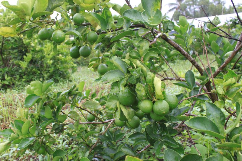 Nhân giống chanh không hạt