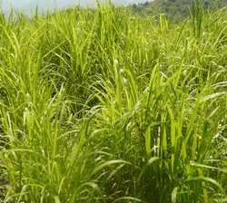 Trồng cỏ voi thâm canh