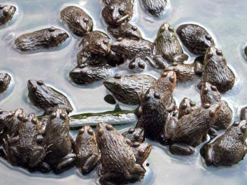 Đặc điểm sinh học và quy trình kỹ thuật nuôi ếch đồng
