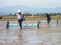 Kỹ thuật sạ lúa