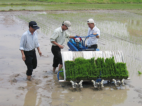 Kỹ thuật cấy lúa