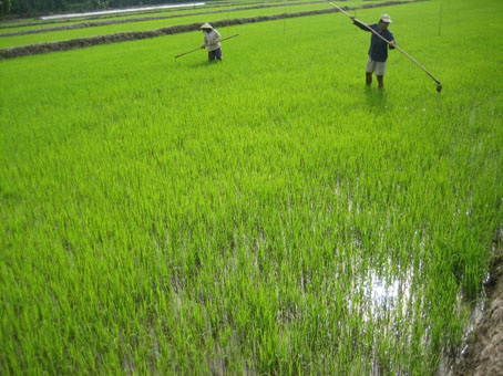 Kỹ thuật chăm sóc lúa sạ