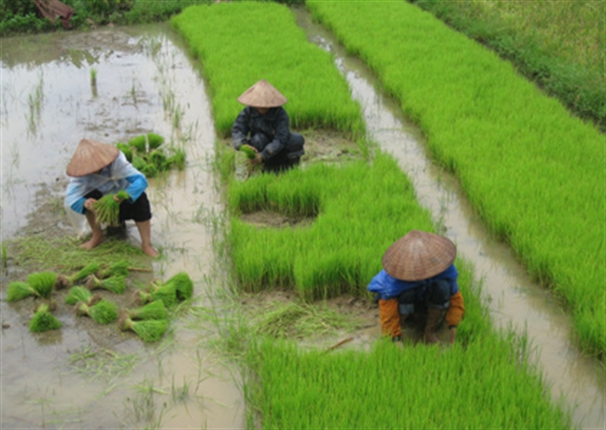 Kỹ thuật chăm sóc và quản lý ruộng mạ