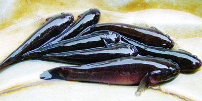 Quy trình nuôi thương phẩm cá bống bớp