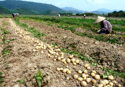 Quy trình kỹ thuật sản xuất khoai tây vụ đông