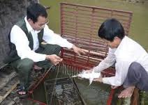 Kỹ thuật nuôi cá chiên thương phẩm trong lồng