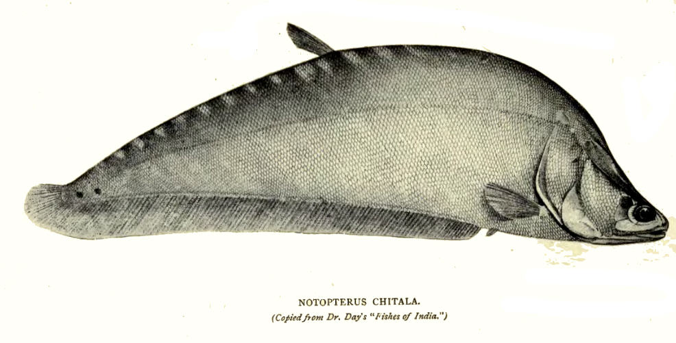 Sinh sản nhân tạo cá nàng hai Chilata ornata