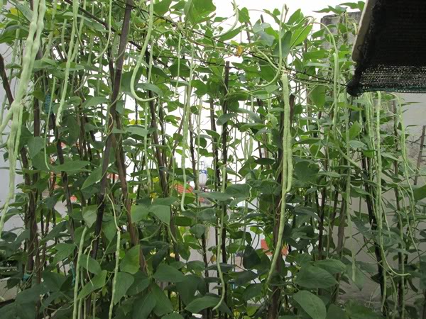 Kéo dài thời gian thu hoạch đậu đũa