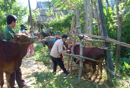 Tăng cường các biện pháp phòng bệnh cho đàn gia súc, gia cầm trong thời điểm chuyển giao mùa