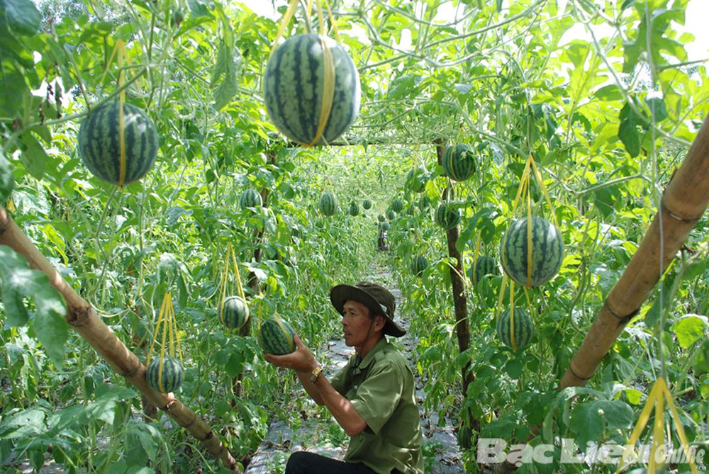 Kỹ thuật trồng và chăm sóc dưa hấu