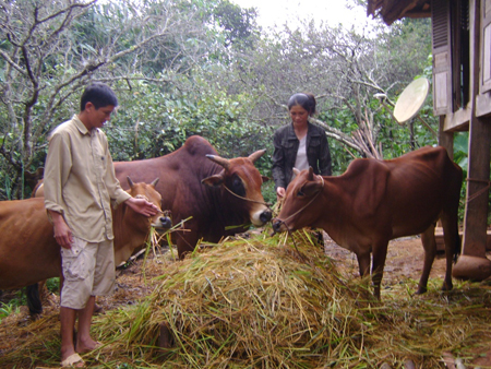 Chế biến rơm làm thức ăn cho trâu bò