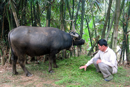 Kỹ thuật nuôi và vỗ béo trâu thịt