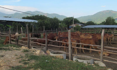 Cơ chế hỗ trợ trang trại chăn nuôi và vùng chăn nuôi tập trung