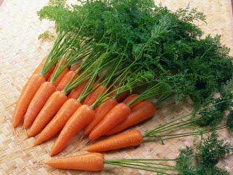 Kỹ thuật trồng cà rốt an toàn