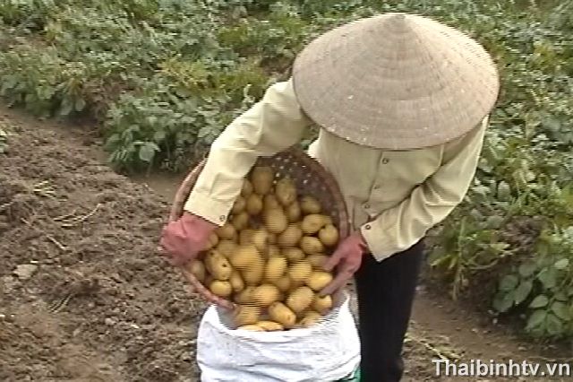 Quy trình bảo quản khoai tây sau thu hoạch