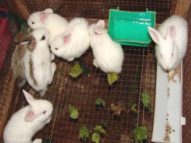 Kỹ thuật nuôi thỏ tại hộ gia đình