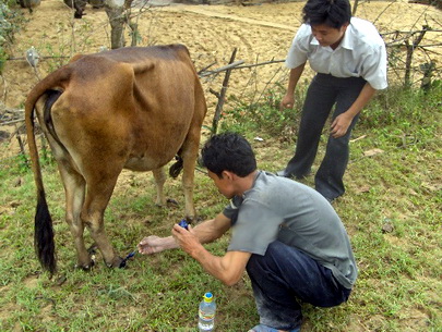 Chữa hà móng cho trâu bò