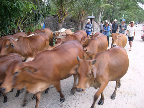 Nuôi trâu, bò vỗ béo