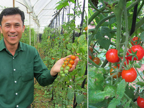 Kỹ thuật trồng và chăm sóc cây cà chua