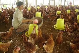 Phòng trị bệnh thường gặp trong chăn nuôi gà