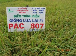 Kỹ thuật trồng giống lúa lai F1 PAC 807