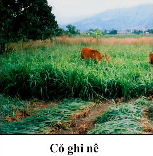 Kỹ thuật trồng cỏ Ghinê làm thức ăn cho gia súc