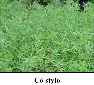 Kỹ thuật trồng cỏ Stylo làm thức ăn cho gia súc