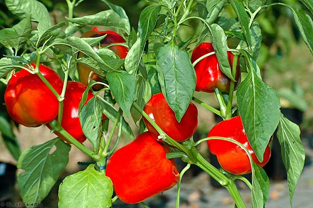 Kỹ thuật trồng ớt ngọt (Capsicum annum L.) theo hướng an toàn