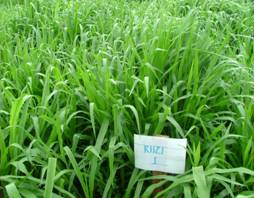 Kỹ thuật trồng cỏ Ruzi làm thức ăn cho gia súc
